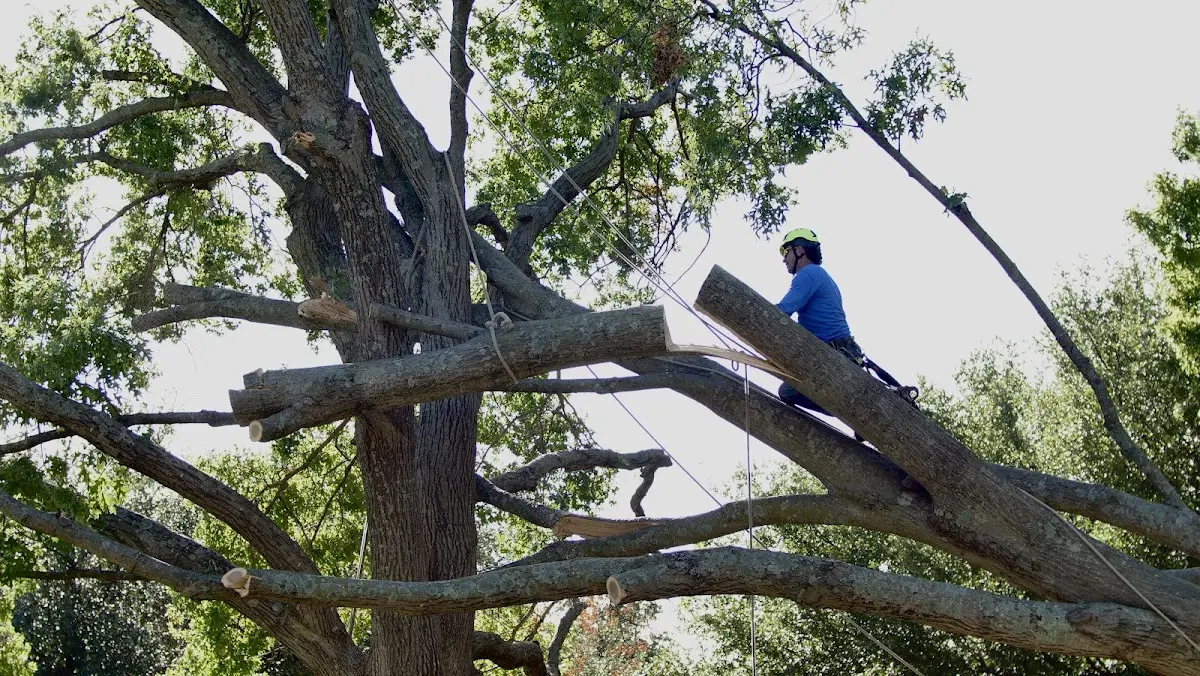 Professional Crown Thinning performed by certified arborists in Leavenworth
